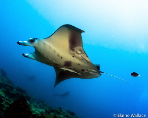 Fly by at a manta cleaning station by Elaine Wallace 